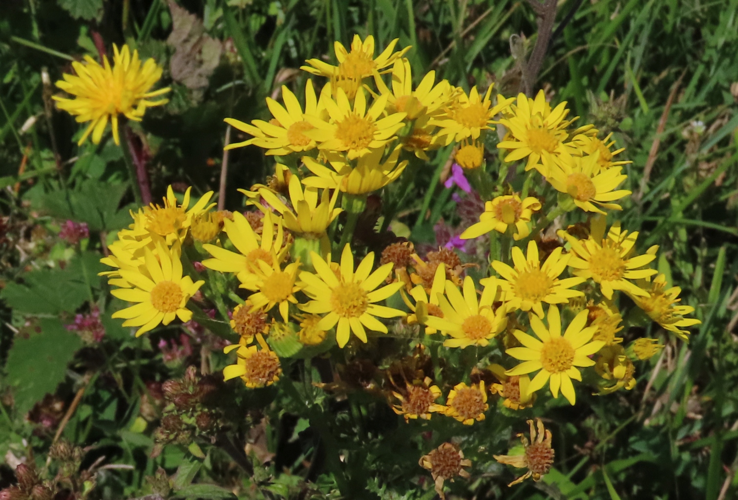Ragwort
